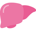 Liver