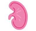 Kidneys